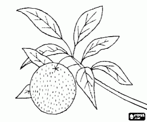 Раскраска клубника Раскраска клубника